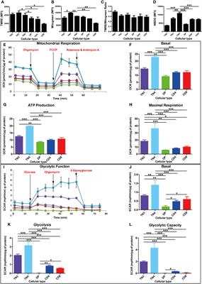 Mitochondrial dynamics and metabolic regulation control T cell fate in the thymus